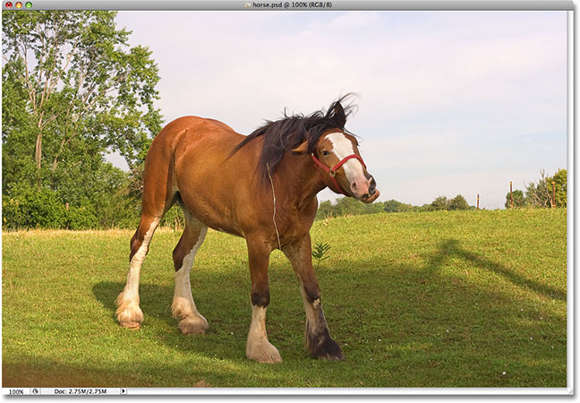 A photo of a horse. Image © 2009 Steve Patterson.