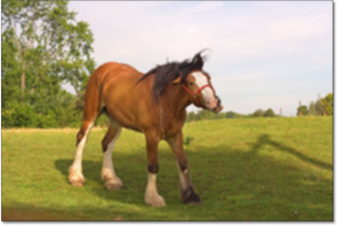 The horse photo as it may appear printed in low resolution. Image © 2009 Steve Patterson.