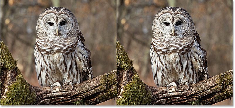 A comparison of the image sharpening results using High Pass with the Hard Light and Linear Light blend modes in Photoshop
