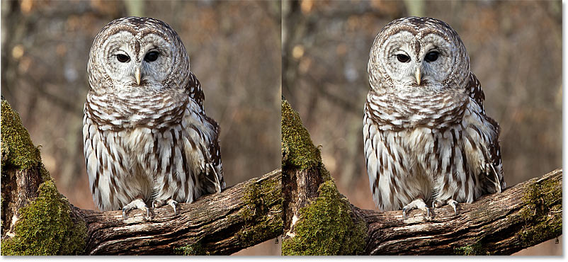 A comparison of the image sharpening results using High Pass with the Overlay and Soft Light blend modes in Photoshop
