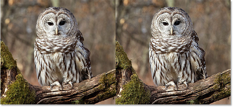 Comparing the original and sharpened versions of the image in Photoshop