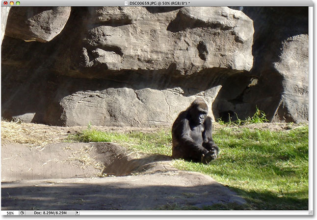 A photo of a gorilla taken at Animal Kingdom in Disney World. Image © 2010 Photoshop Essentials.com