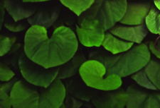 Green leaves