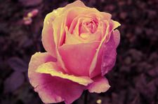 Розово-жёлтый цветной фильтр