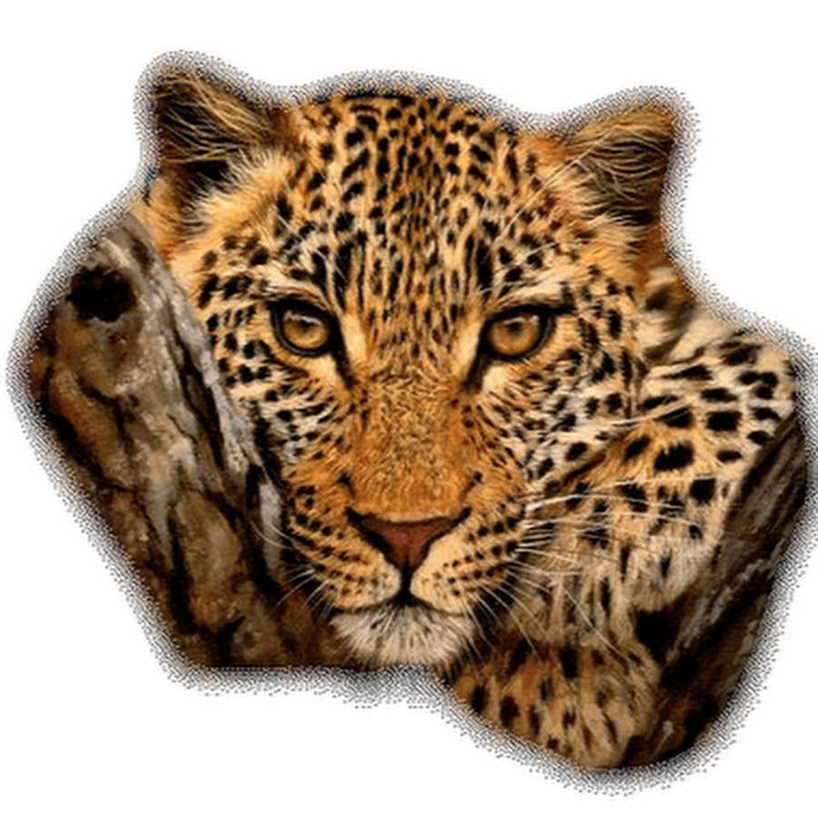 Формат gif в jpeg. Леопард. Открытка леопард. Хищные животные. Леопард анимация.